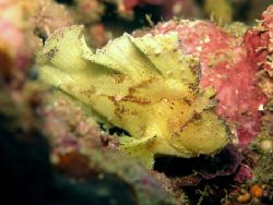 Leaf Scorpionfish. Magic Passage, Madang, Papua New Guine... by Jan Messersmith 